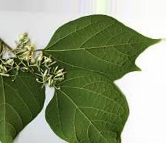 augmented_Alangium begoniaefolium leaf2_0_3888.jpeg